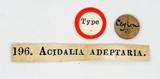 զX:Acidalia adeptaria Walker 1861