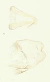 {βզX:Chrysodeixis eriosoma (Doubleday 1843)