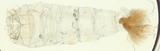PW:Phytometra brachychalcea Hampson 1913