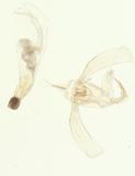 PW:Plusia crassipalpus Hampson 1894
