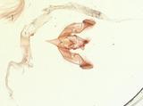 PW:Agrotis intecta Walker 1857
