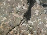 東海岸都威溪綠鱗化石