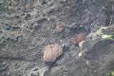 東海岸三仙台凝灰集塊岩含紅色鐵氧化之安山岩巨粒