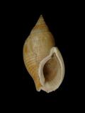 中文名(學名):光滑織紋螺(  i Zeuxis dorsatus /i  )