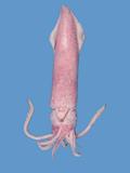 中文名(學名):真鎖管(  i Loligo edulis /i  )中文俗名:透抽、小卷（幼體）、中卷（亞成體）英文俗名:Inshore squids