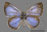 ǦW:Acytolepis puspa myla