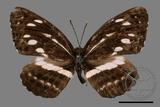 ǦW:Neptis nata lutatia