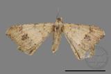 ǦW:Macaria abydata