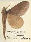 {βզX:Kunugia brunnea (Wileman' 1915)