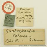 {βզX:Paradoxopla sinuata taiwana (Wileman' 1915)