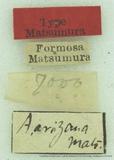 {βզX:Apha arisana Matsumura 1927