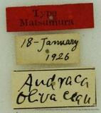 {βզX:Andraca olivacea Matsumura' 1927