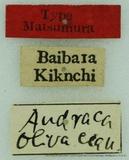 {βզX:Andraca olivacea Matsumura 1927