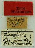 {βզX:Bombyx mandarina formosana (Matsumura 1927)