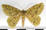 զX:Actenochroma ochreipicta  montana Swinhoe 1905