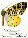 {βզX:Arichanna ochrivena Wileman' 1915