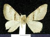 զX:Ochyria mediofascia Wileman 1915