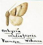 զX:Ochyria mediofascia Wileman 1915