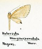 զX:Holorista marginepunctata Warren 1899