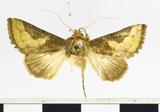 PW:Phytometra brachychalcea Hampson 1913