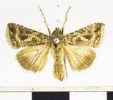 {βզX:Trichoplusia daubei (Boisduval 1840)