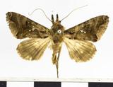 PW:Plusia crassipalpus Hampson 1894