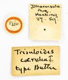 {βզX:Trisuloides caerulea Butler 1889