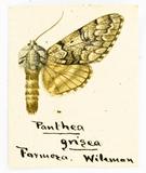 {βզX:Panthea grisea Wileman 1910