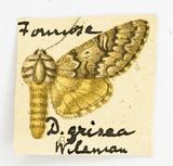 {βզX:Panthea grisea Wileman' 1910