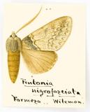 {βզX:Disparia nigrofasciata (Wileman 1910)