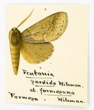 PW:Fentonia formosana Wileman 1911
