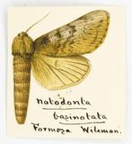 {βզX:Norracoides basinotatus (Wileman 1915)