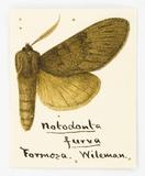 PW:Notodonta furva Wileman 1910