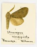 {βզX:Syntypistis viridipicta (Wileman 1910)