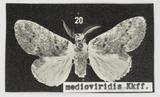 PW:Quadricalcarifera medioviridis Kiriakoff 1963