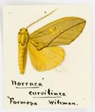 {βզX:Togaritensha curvilinea (Wileman 1911)