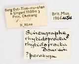{βզX:Sineugrapha rhytidoprocta Boursin 1954
