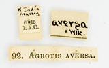 PW:Agrotis aversa Walker 1865
