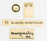 PW:Agrotis marginalis Walker 1856