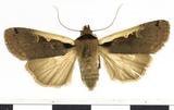 {βզX:Ochropleura triangularis Moore 1867
