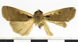 {βզX:Ochropleura triangularis Moore 1867