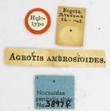 PW:Agrotis ambrosoides Walker 1857