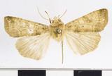 PW:Lycophotia brunnescens Hampson 1903