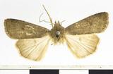 PW:Chera efflorescens Hampson 1891