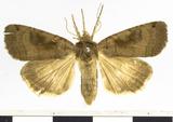 PW:Graphiphora lubentia Butler' 1879