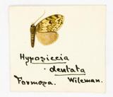 {βզX:Parasiccia dentata (Wileman 1911)