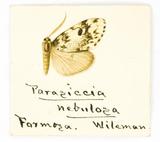 {βզX:Parasiccia nebulosa Wileman 1914