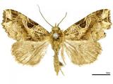 {βզX:Callopistria phaeogona (Hampson 1908)