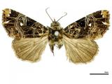 PW:Eriopus xanthopera Hampson 1908