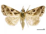 {βզX:Callopistria aethiops Butler 1878